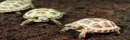 Tortoise reptiles for sale: BABY HORSFIELDS & SET UPS! - Advert 9