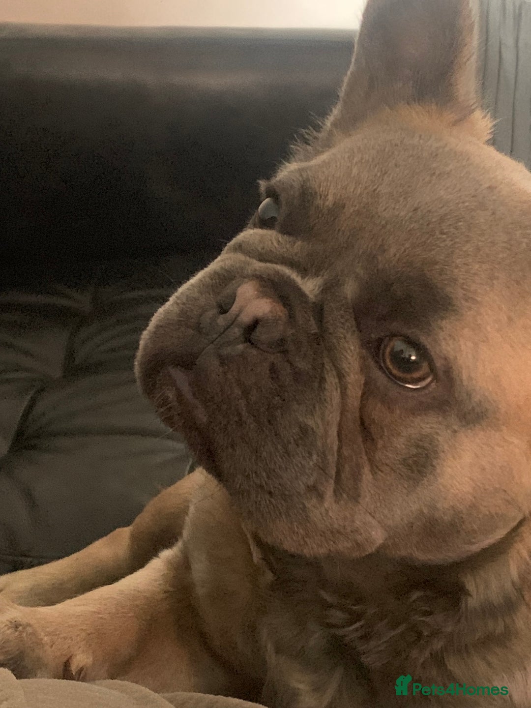 French Bulldog dogs for sale: Male intact Furry Frenchie  - Advert 3