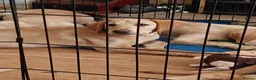 Labrador Retriever dogs for sale: Labrador puppies - 12 weeks old  in Sutton Coldfield - Advert 5