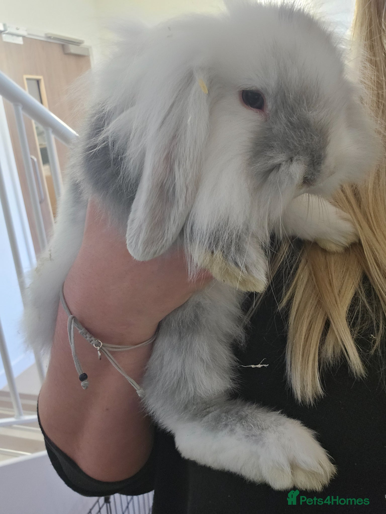 Mini Lion Lop rabbits Mini Lion Lop and Mini Lop both males - Advert 3