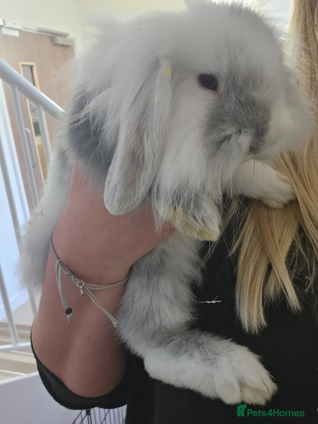 Mini Lion Lop rabbits for sale: Mini Lion Lop and Mini Lop both males - Advert 1