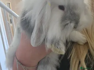 Mini Lion Lop rabbits Mini Lion Lop and Mini Lop both males - Advert 3