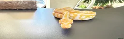 Python Snake reptiles for sale: 1.0 Leo Candy 66% het Pied  - Advert 13
