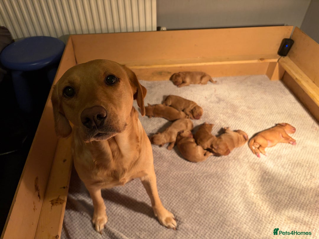 Labradoodle dogs for sale: Fox Red F1 Miniature Labradoodles  - Advert 18