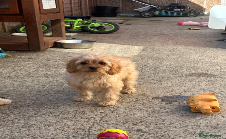 Cavapoo dogs - Advert 9