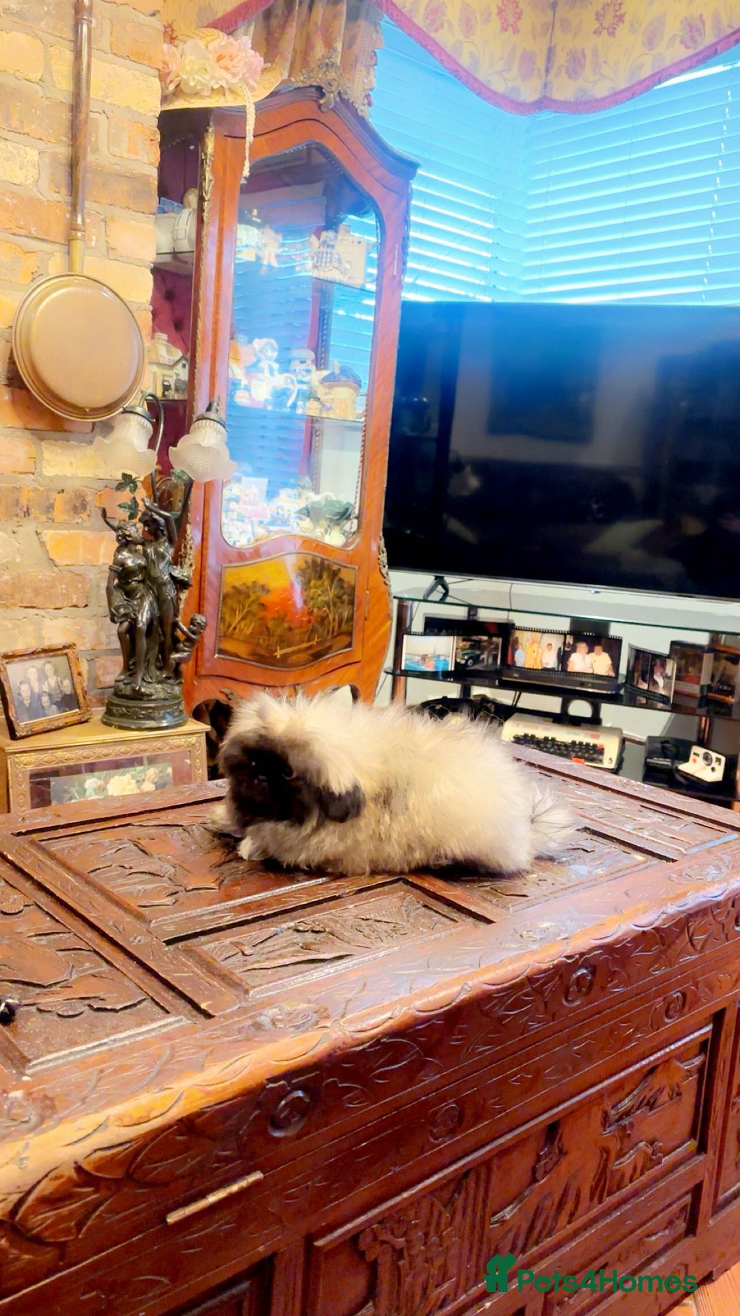 Pekingese dogs for sale: Stunning Pekingese puppies  - Advert 9