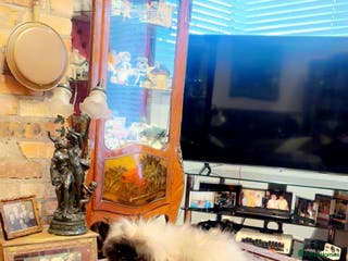 Pekingese dogs Stunning Pekingese puppies - Advert 3