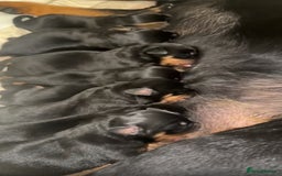 Rottweiler dogs for sale: Rottweiler puppies  - Image 9