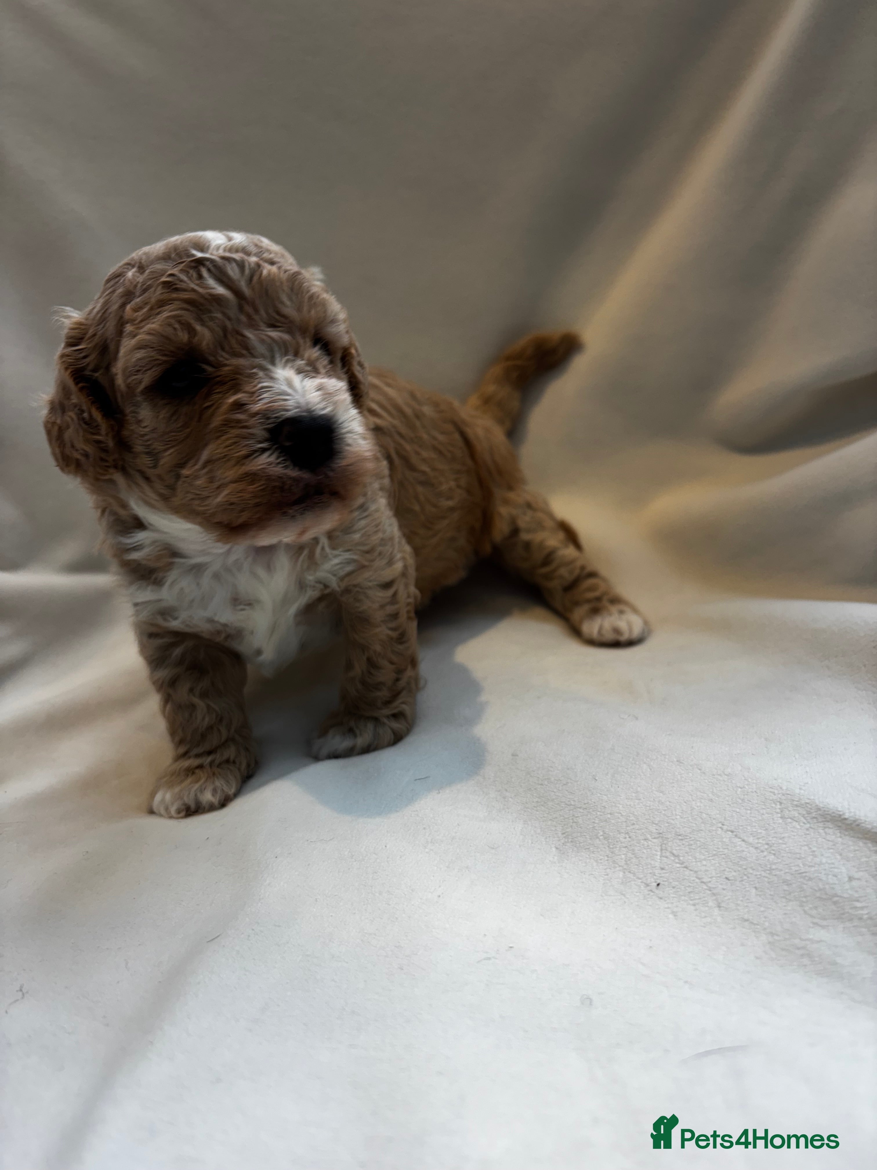 Mixed Breed dogs 🐾 Beautiful Cavapoochon × Cavapoo Puppies 🐾 - Advert 2