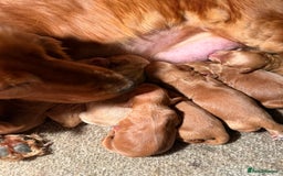 Cockapoo dogs for sale: 6 F1 cockapoo puppies 💕💙 - Image 11