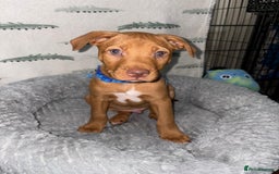 Mixed Breed dogs for sale: Beautiful pups for sale  - Image 9