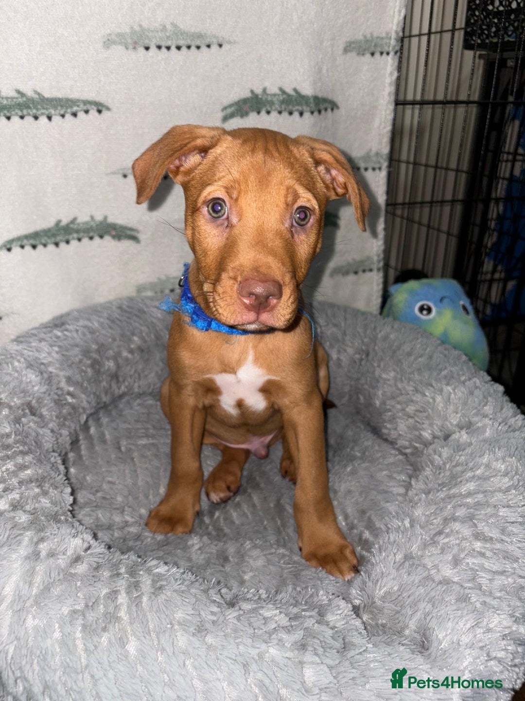 Mixed Breed dogs for sale: Beautiful pups for sale  - Image 9