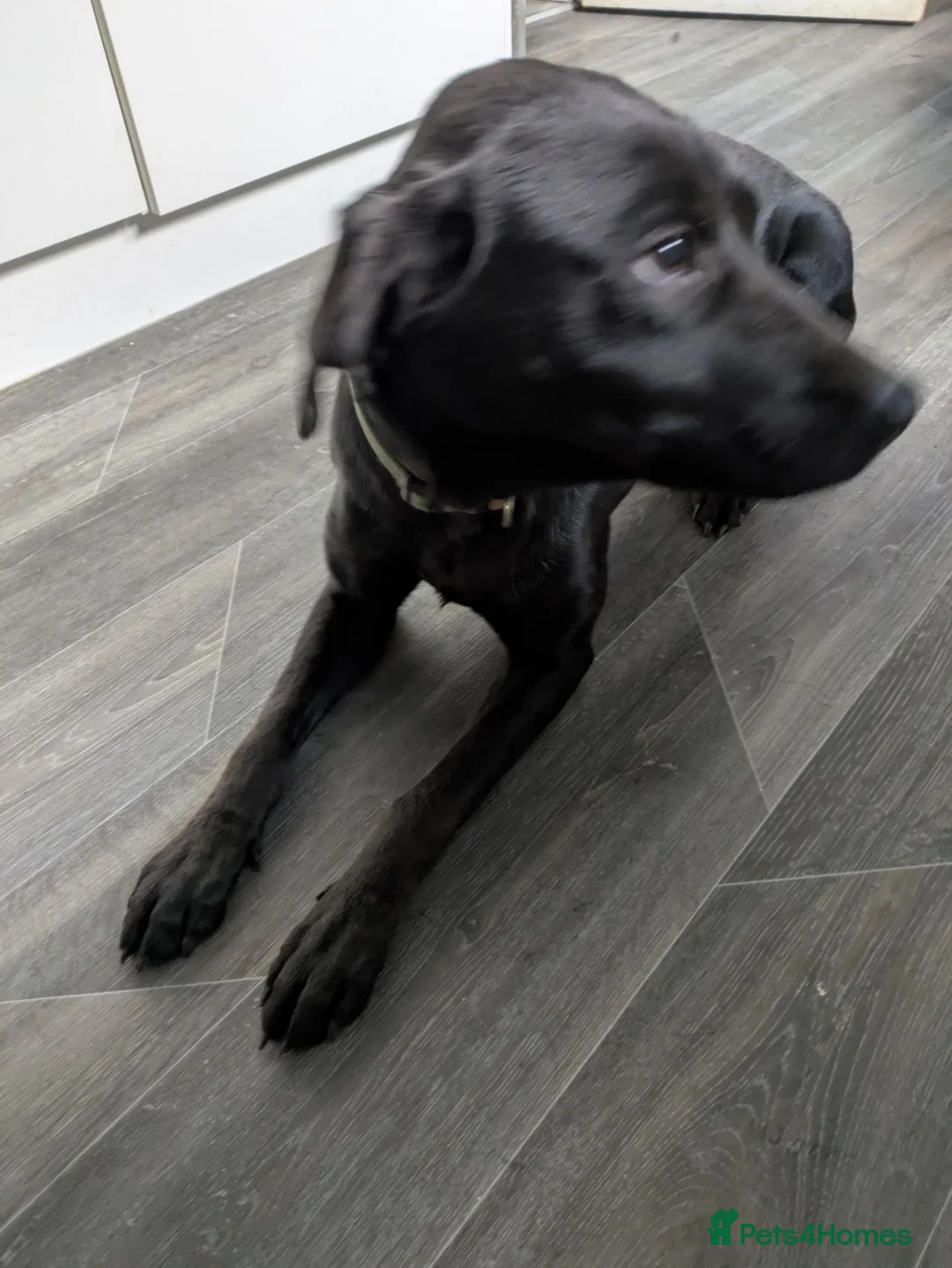 Labrador Retriever dogs for sale: 2yo intact female  in Carlisle - Advert 8