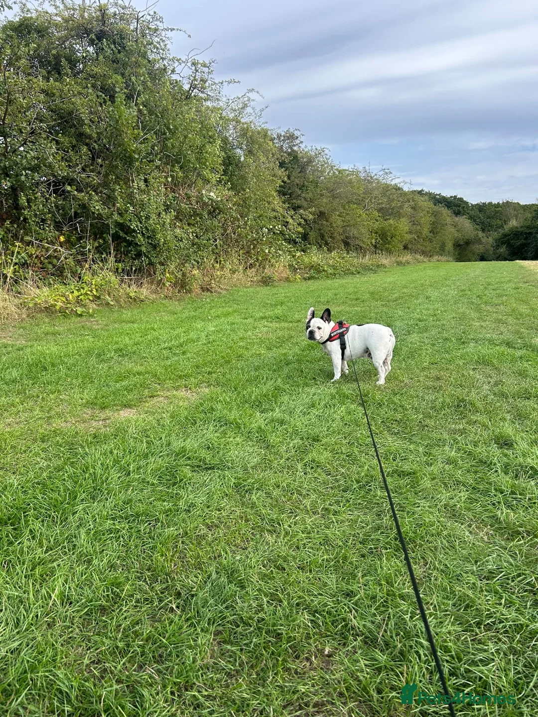 French Bulldog dogs for sale: French Bulldog - Rico - 9 Years Old - Advert 2
