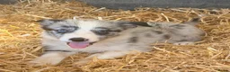 Border Collie dogs for sale: 7 beautiful border collie pups  in Newtown - Advert 19