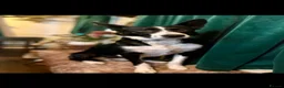 Border Collie dogs for sale: 7 beautiful border collie/ blue merle puppies - Advert 2