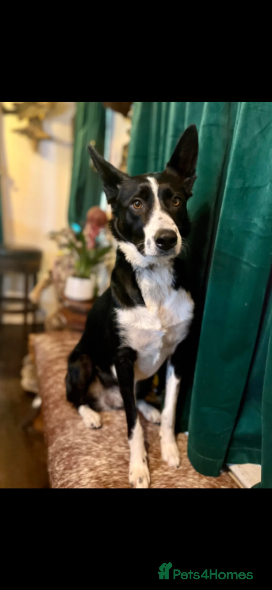 Border Collie dogs for sale: 7 beautiful border collie/ blue merle puppies - Advert 2