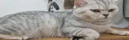 British Shorthair cats for stud: 🌟 British Shorthair Chinchilla GCCF DNA Tested - Advert 14