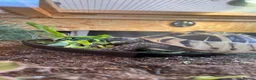 Hermann Tortoise reptiles for sale: Hermanns tortoise - Advert 2