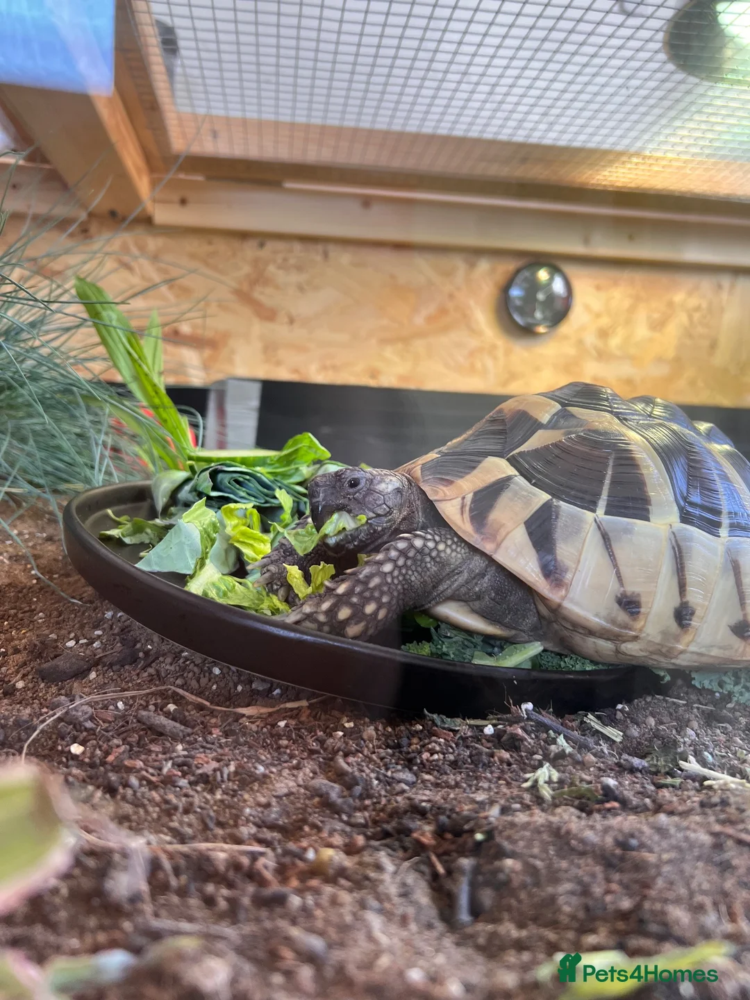 Hermann Tortoise reptiles for sale: Hermanns tortoise - Advert 2