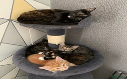 Domestic Shorthair cats for sale: Kittens  - Image 3