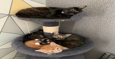 Domestic Shorthair cats - Advert 3