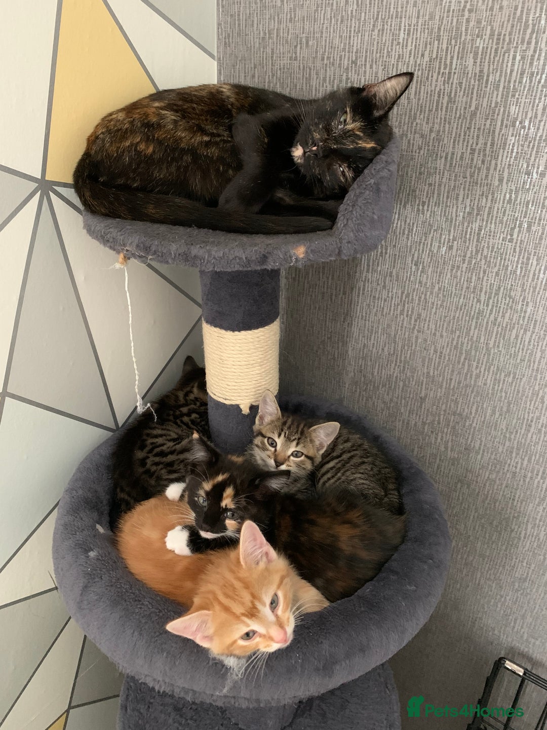 Domestic Shorthair cats for sale: Kittens  - Image 3