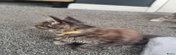 Maine Coon cats for sale: TICA REG. MAINE COON KITTENS  - Advert 9