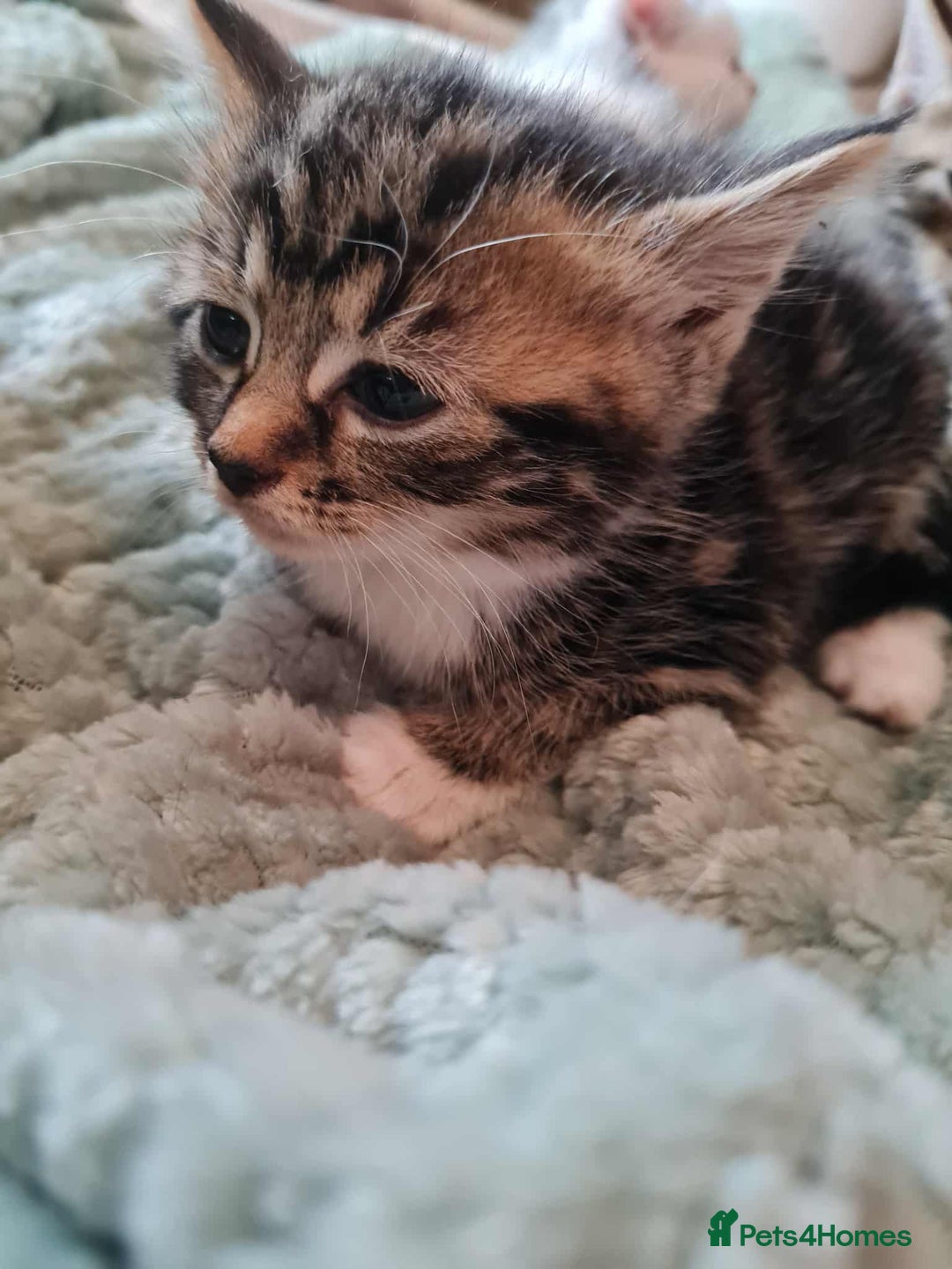 Mixed Breed cats for sale: Kittens - Image 5