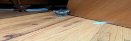 Mixed Breed cats for sale: Lovely variety pack of kittens  in Penzance - Advert 2