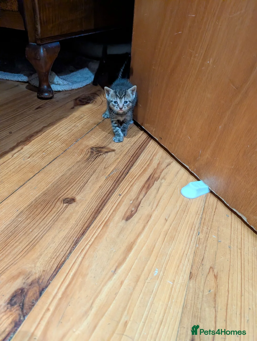 Mixed Breed cats for sale: Lovely variety pack of kittens  in Penzance - Advert 2