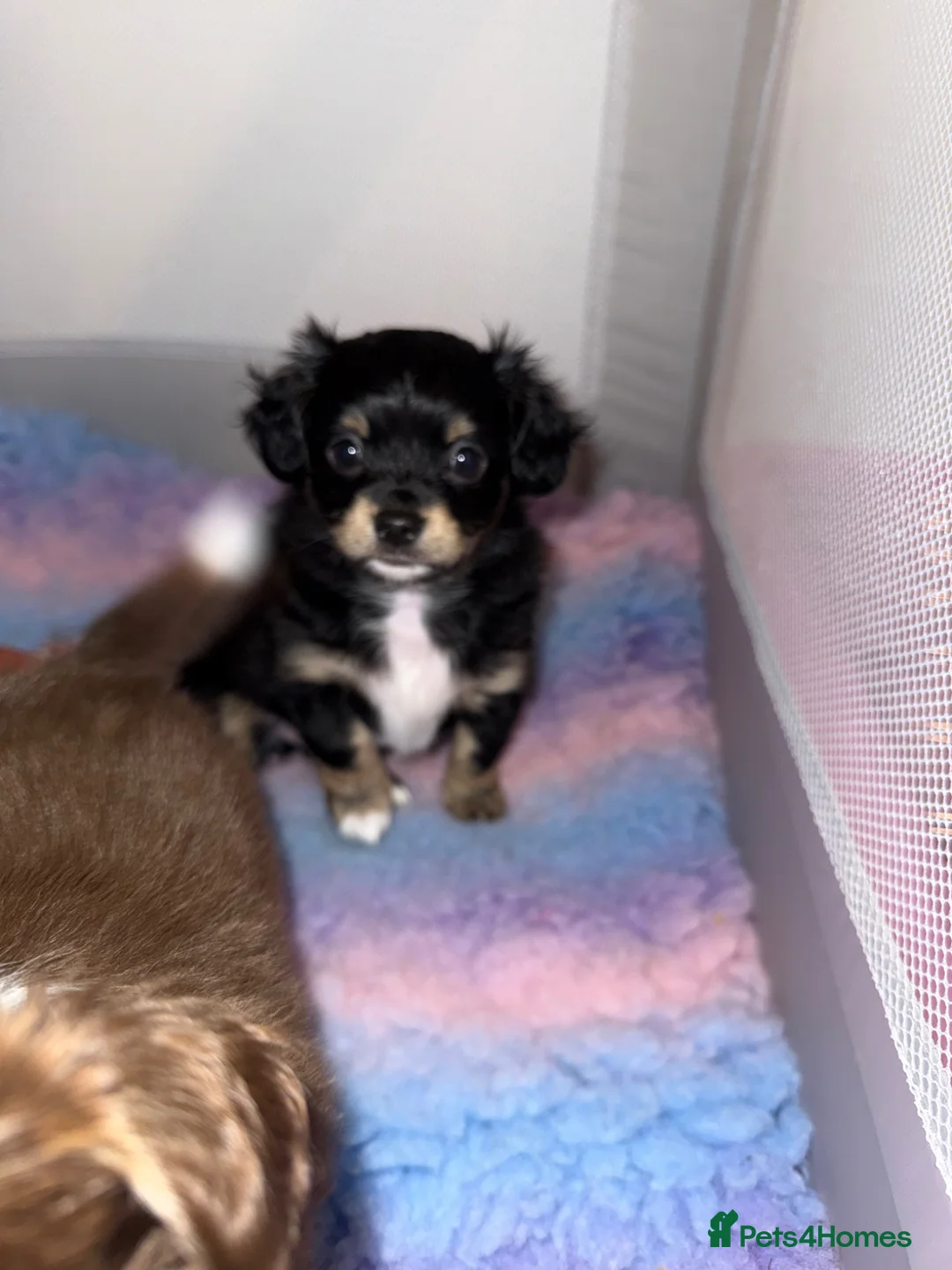 Chiweenie dogs for sale: Chiweenie still available 🩷 £1000 final reduction - Advert 2