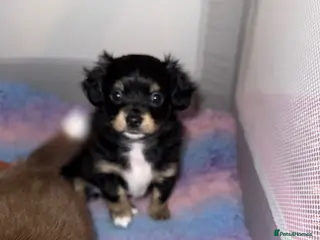 Chiweenie dogs Chiweenie only one boy left! Koda 🖤 - Advert 1