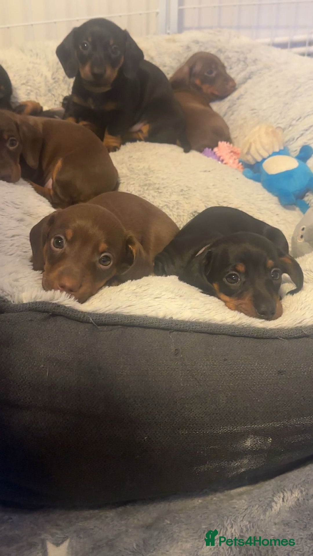 Dachshund dogs for sale: Dachshund puppies (2 LEFT) - Advert 6
