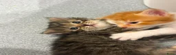 British Longhair cats for sale: Stunning fluff balls blh cross  - Advert 17