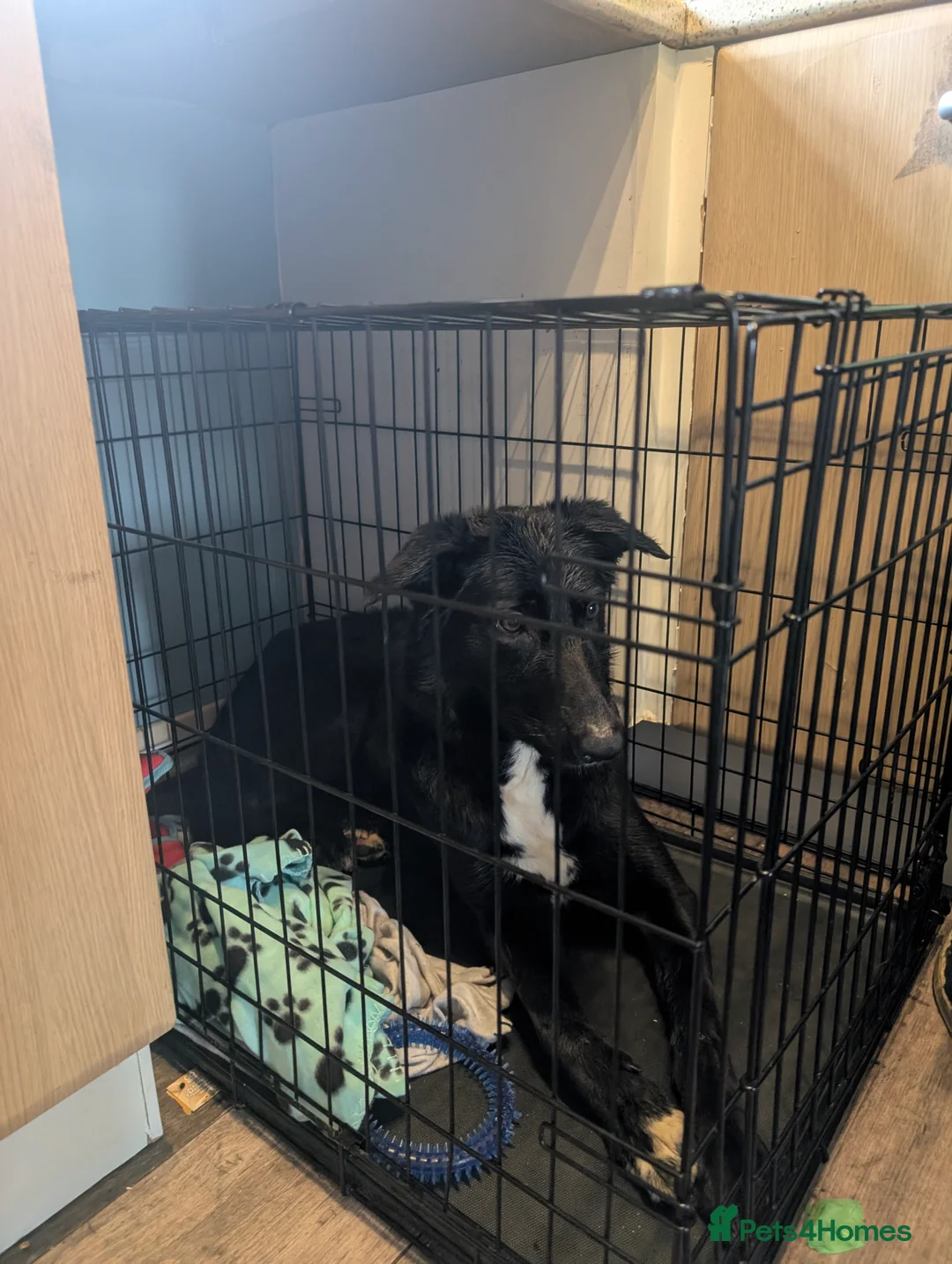 Mixed Breed dogs for sale: Beautiful dog for adoption  - Advert 2