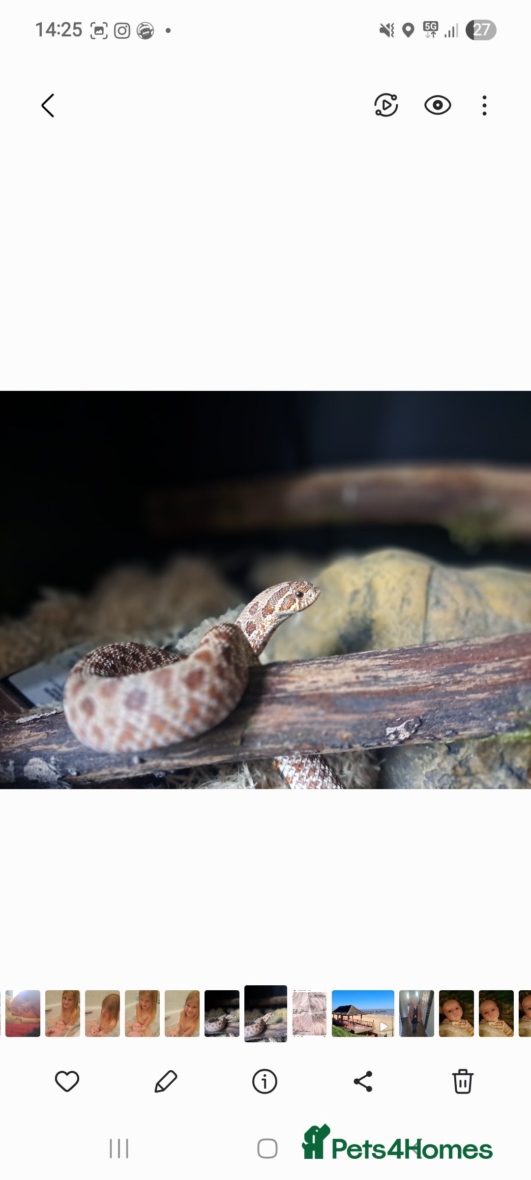 Snake reptiles for sale: Western hognose snake - Image 2