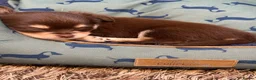 Chihuahua dogs for sale: Beautiful Purebred Chihuahua Puppies  - Advert 8