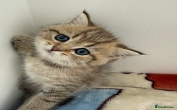 British Shorthair cats for sale: GCCF 🏆 British shorthair kitten🏆 - Image 2