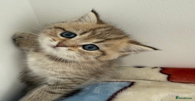 British Shorthair cats - Advert 3