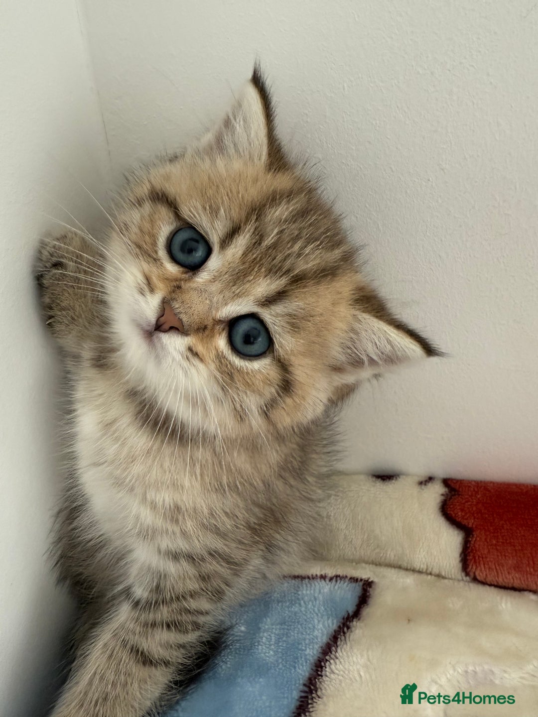 British Shorthair cats for sale: GCCF 🏆 British shorthair kitten🏆 - Image 2