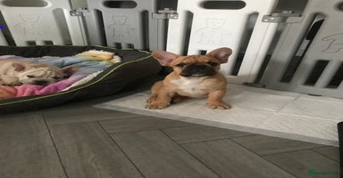 French Bulldog dogs in Liverpool - Advert 5