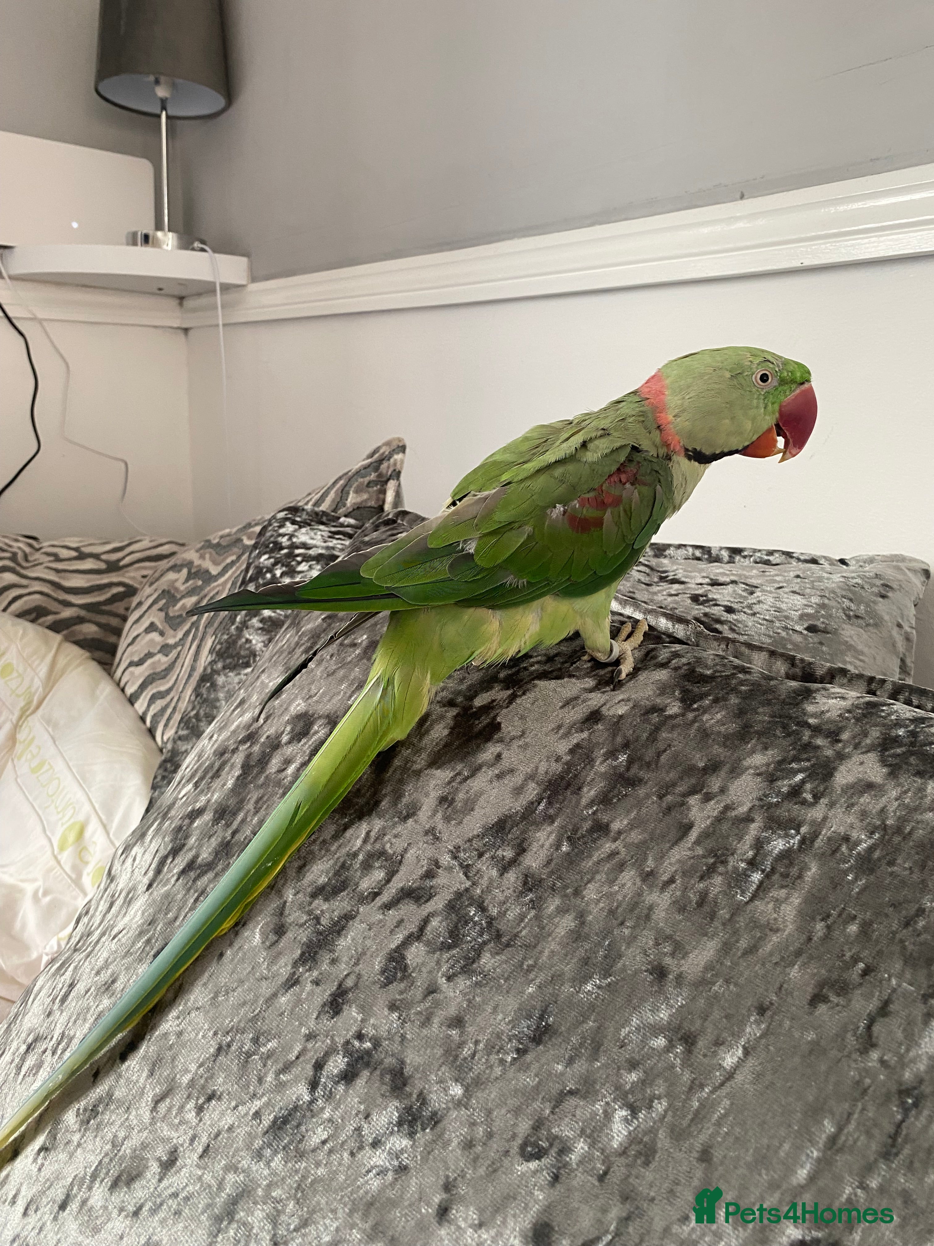 Parrots birds Parrot male alexandrine  - Advert 5