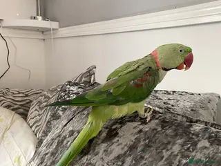 Parrots birds Parrot male alexandrine - Advert 5