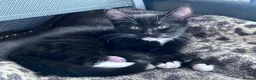 Mixed Breed cats for sale: Devon rex cross girl for sale  - Advert 2