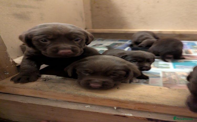 Labrador Retriever dogs - Advert 6