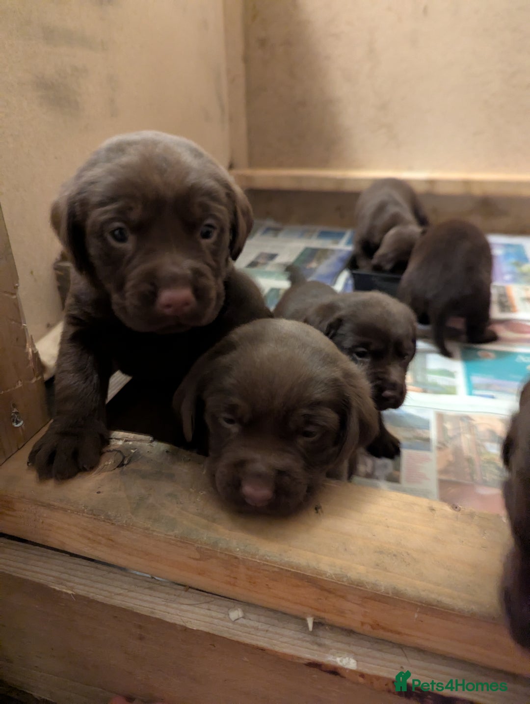 Labrador Retriever dogs for sale: Chocolate Labrador pups  - Image 2