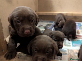 Labrador Retriever dogs - Advert 7