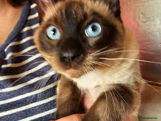 Bengal cats Guaranteed to be Cuddly *ready now* - Advert 18