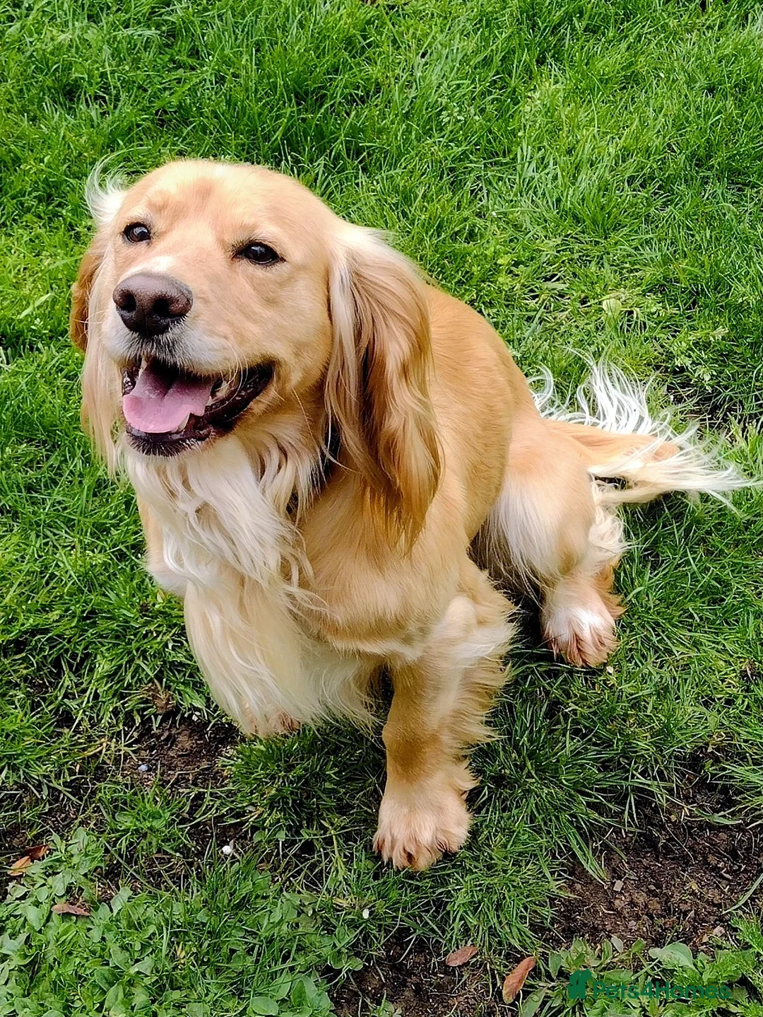 Cocker Spaniel dogs for sale: KC registered cocker spaniel - Advert 8